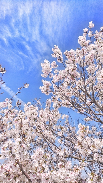 青空と桜