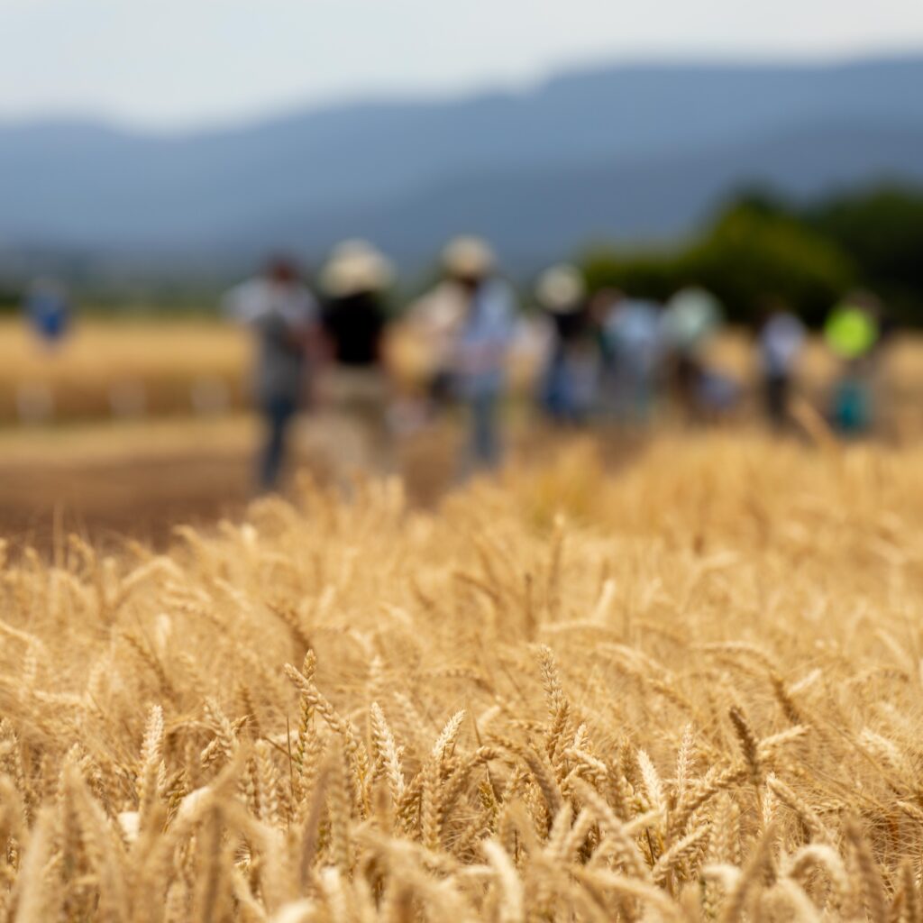 原料となる小麦の畑。お麩づくりの出発点となる素材を大切にする考え方。
